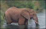 (image for) African Elephant in the Water